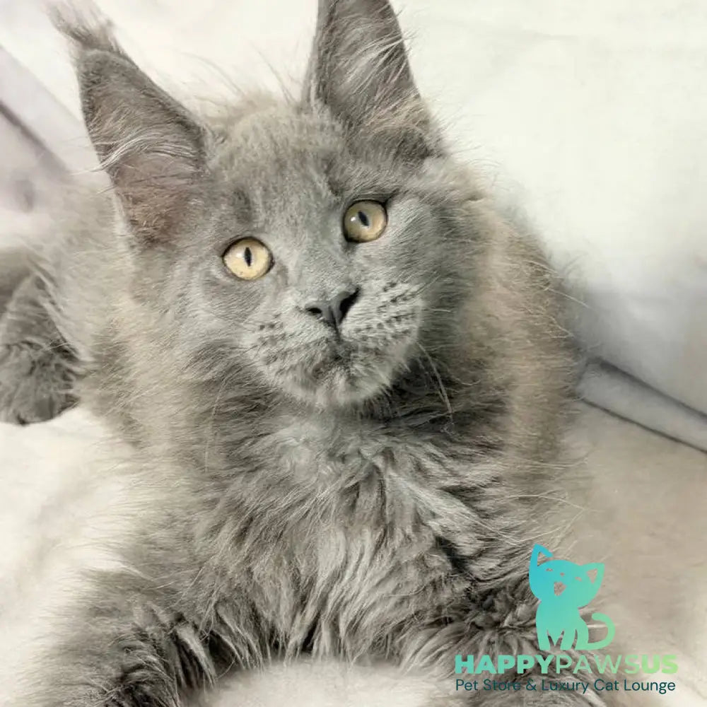 Gatsby Maine Coon male blue silver - live animals