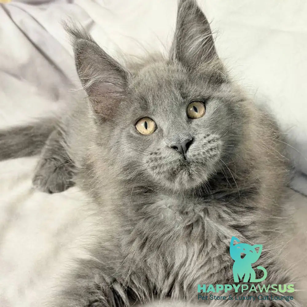 Gatsby Maine Coon male blue silver - live animals