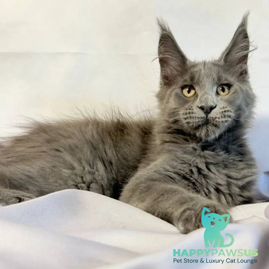 Gatsby Maine Coon male blue silver - live animals