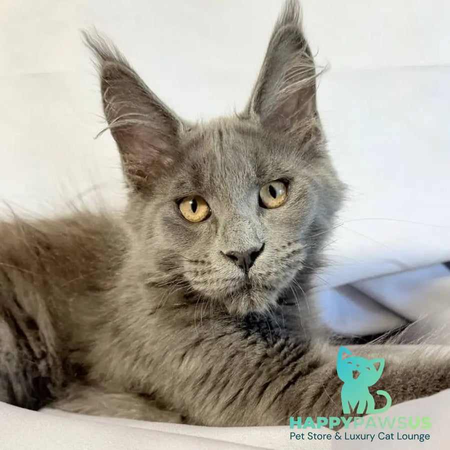 Gatsby Maine Coon male blue silver - live animals