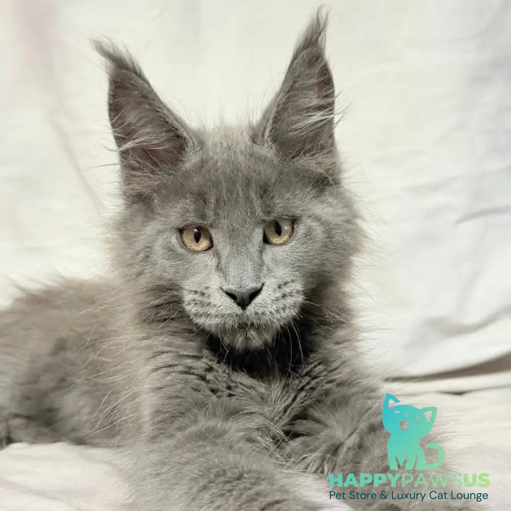 Gatsby Maine Coon male blue silver - live animals