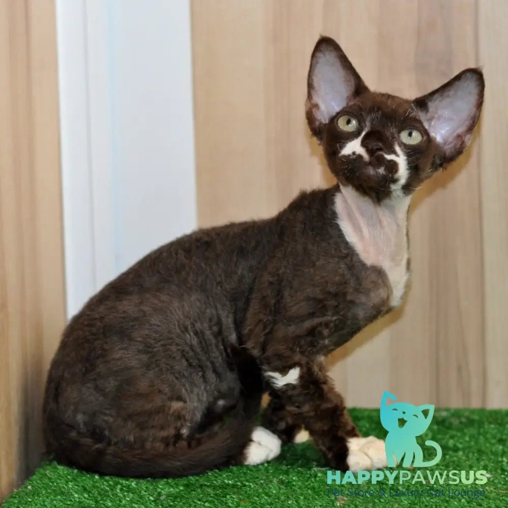 Gavrila Devon Rex male chocolate bicolour - live animals