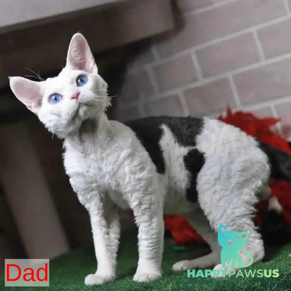 Gavrila Devon Rex male chocolate bicolour - live animals