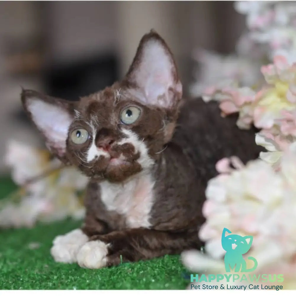 Gavrila Devon Rex male chocolate bicolour - live animals