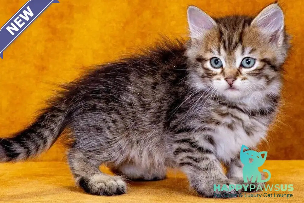 Gavrosh Siberian male black spotted tabby - live animals