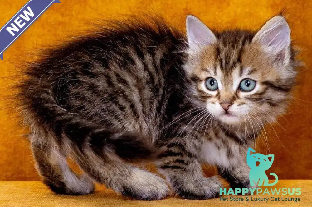 Gavrosh Siberian male black spotted tabby - live animals