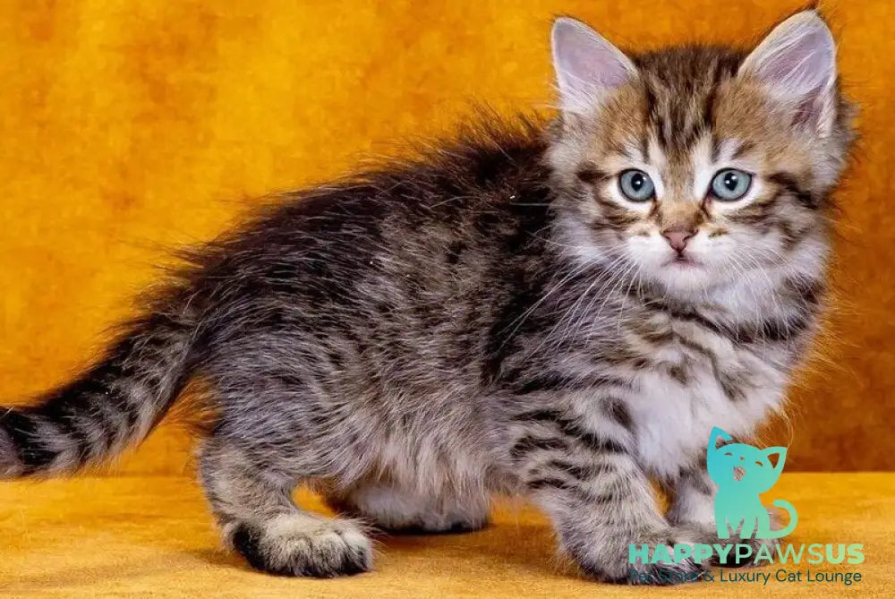 Gavrosh Siberian male black spotted tabby - live animals