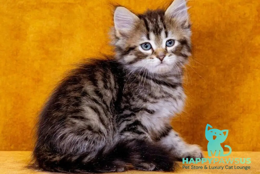 Gefest Siberian male black spotted tabby - live animals
