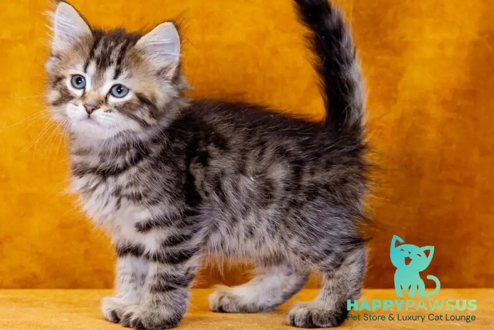 Gefest Siberian male black spotted tabby - live animals