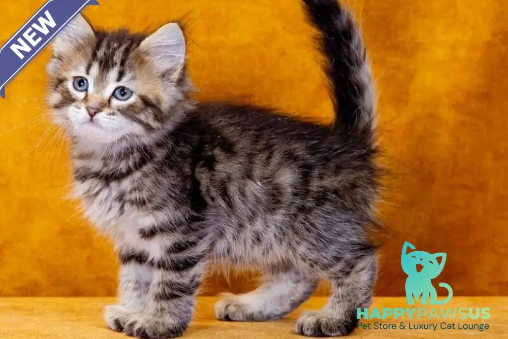 Gefest Siberian male black spotted tabby - live animals