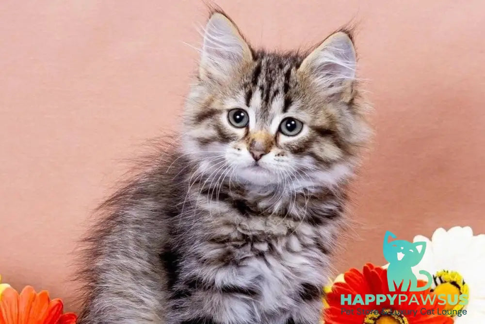 Gefest Siberian male black spotted tabby - live animals