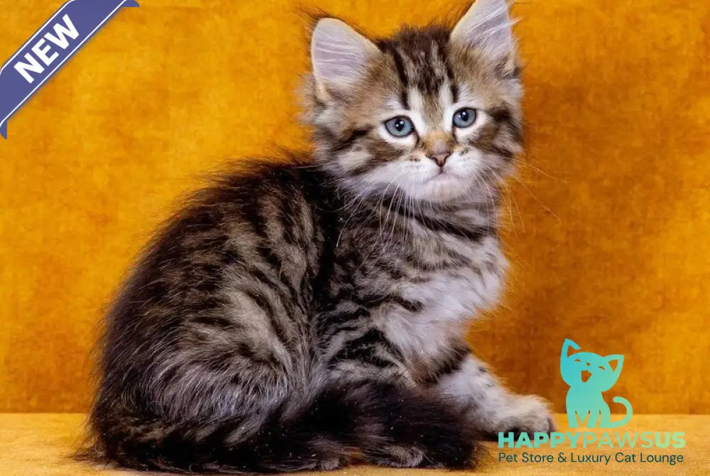 Gefest Siberian male black spotted tabby - live animals