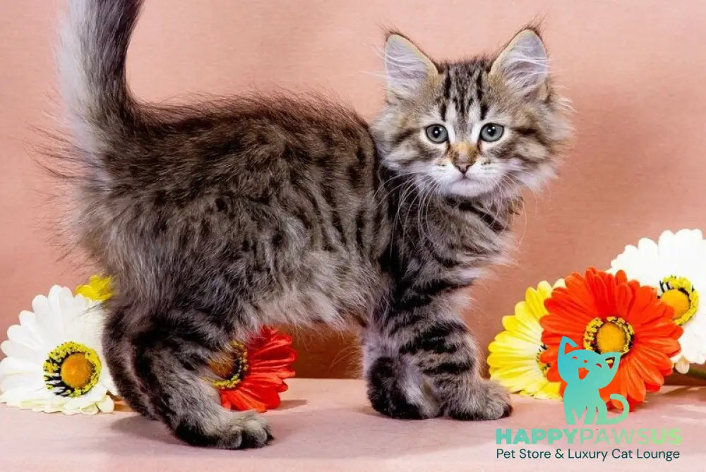 Gefest Siberian male black spotted tabby - live animals