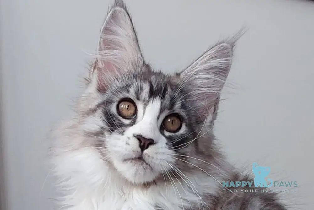 Geisha Maine Coon female black silver with white tabby live animals
