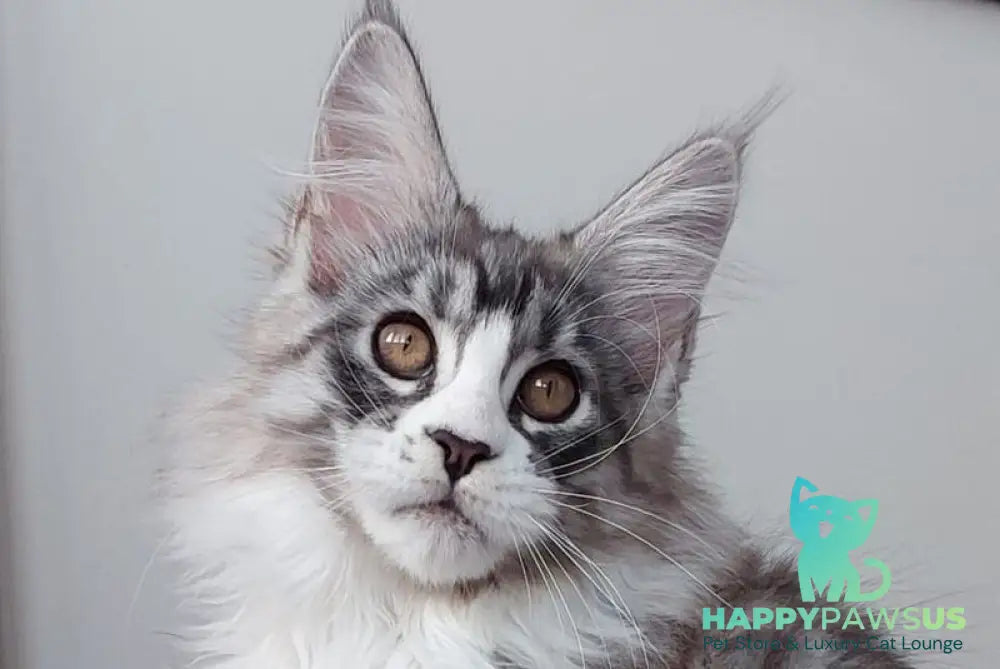 Geisha Maine Coon female black silver with white tabby live animals