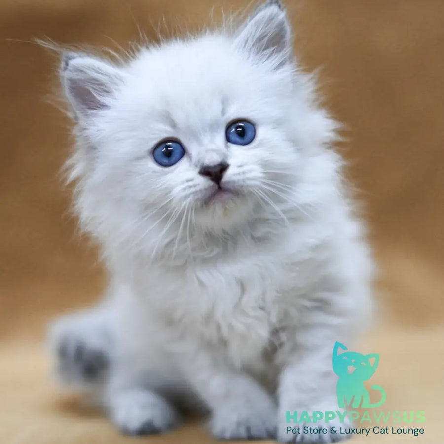 Geizer Neva Masquerade male blue tabby pointed - live animals