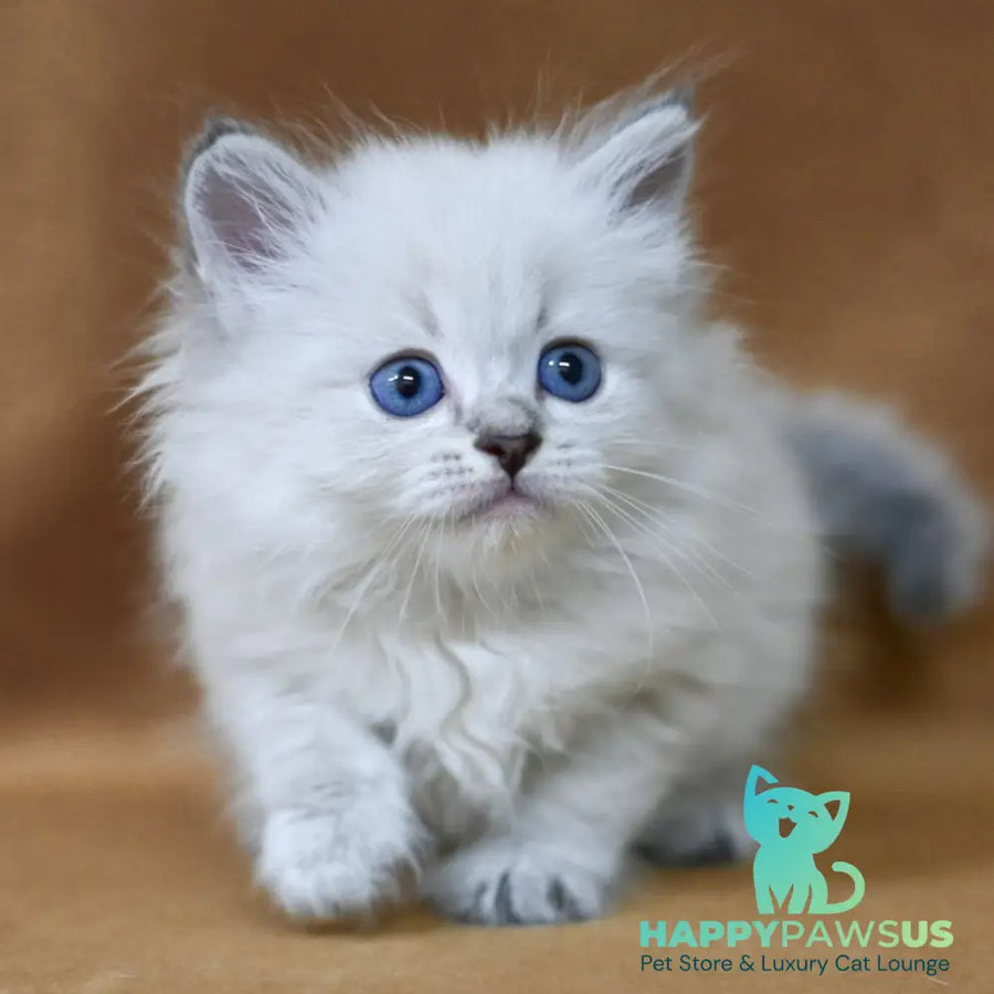 Geizer Neva Masquerade male blue tabby pointed - live animals