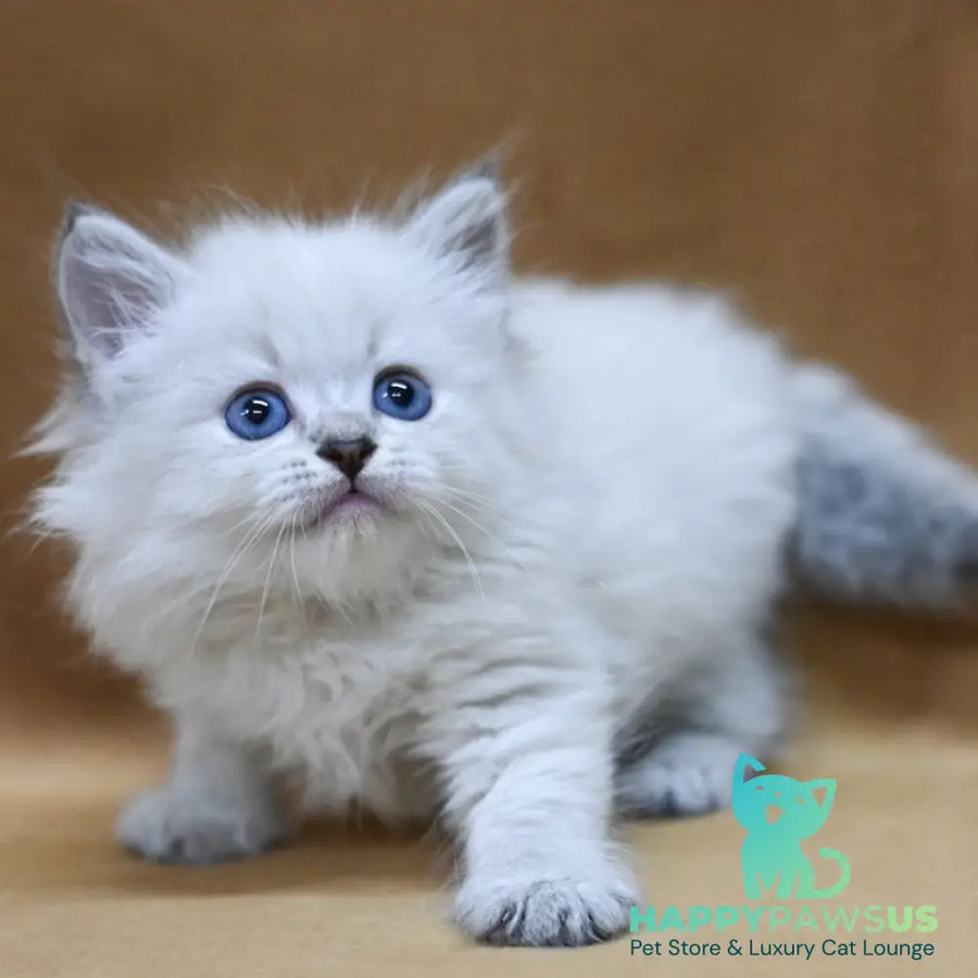 Geizer Neva Masquerade male blue tabby pointed - live animals