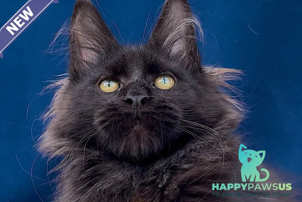 Gektor Maine Coon male black - live animals