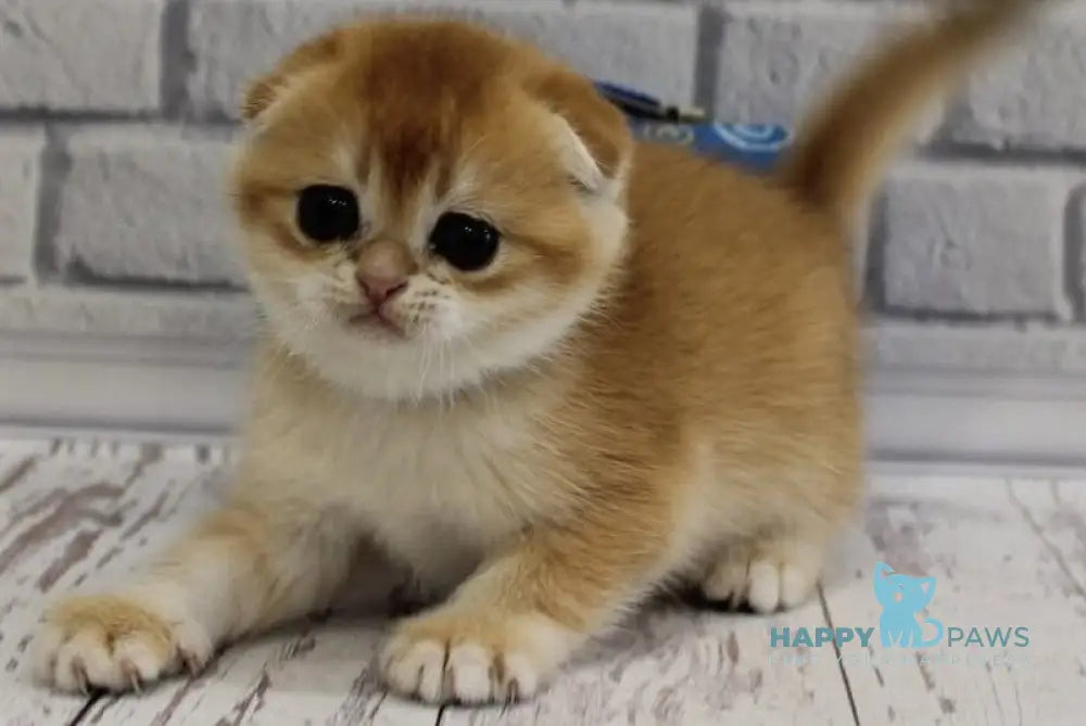 Gelios Scottish Fold male black golden shaded live animals