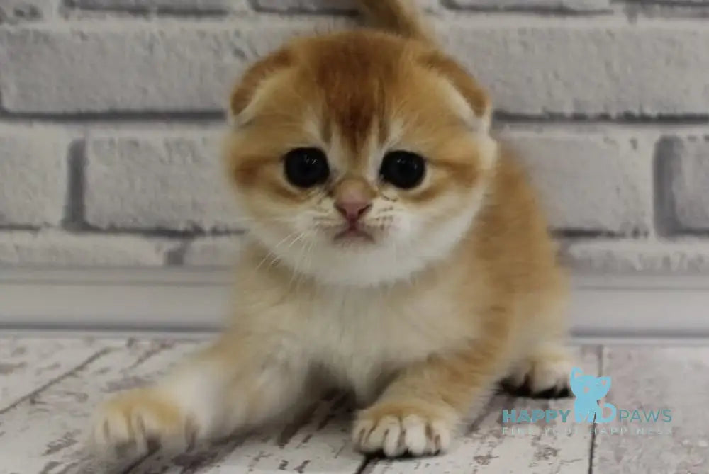 Gelios Scottish Fold male black golden shaded live animals