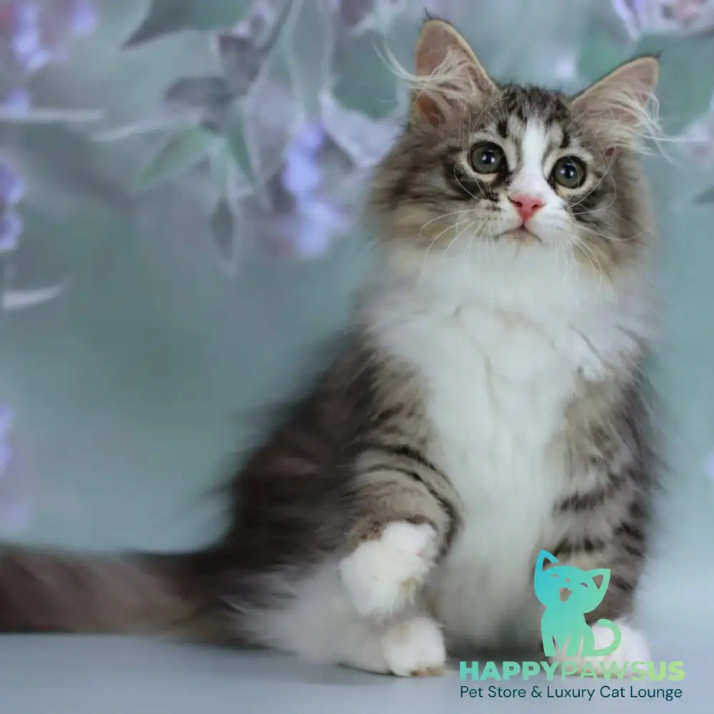 Gelius Siberian male black with white spotted tabby - live animals