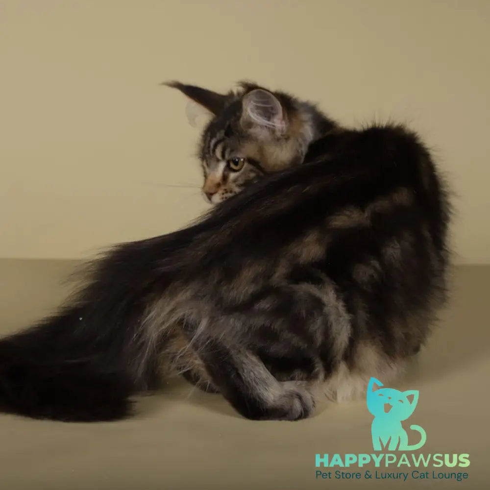 Gella Maine Coon female black tabby - live animals