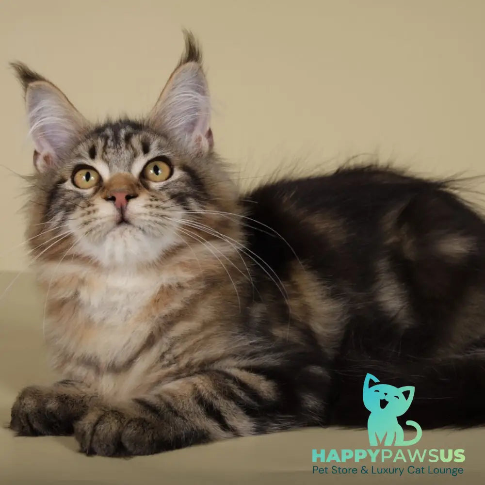 Gella Maine Coon female black tabby - live animals