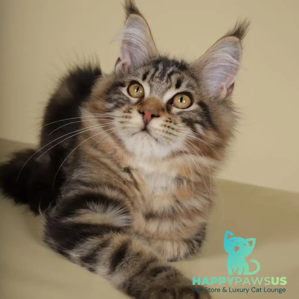 Gella Maine Coon female black tabby - live animals