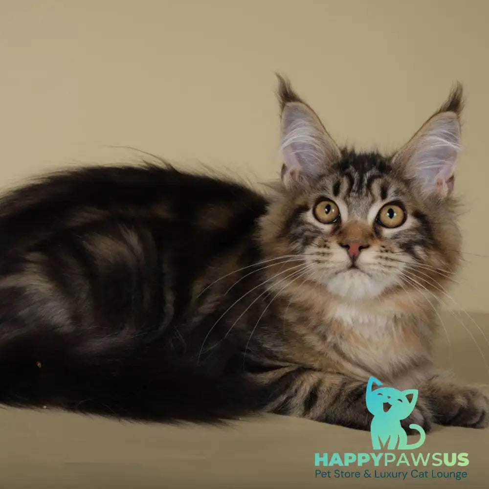 Gella Maine Coon female black tabby - live animals