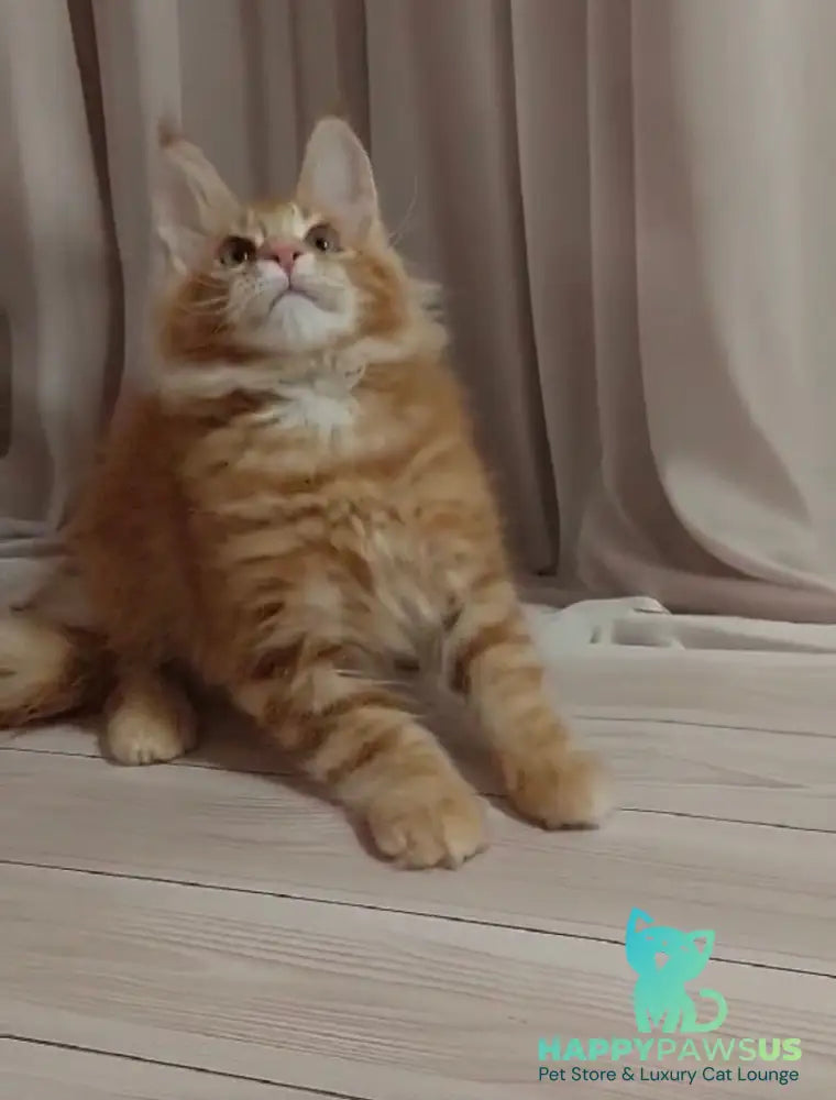 Gellik Maine Coon male red ticked tabby - live animals