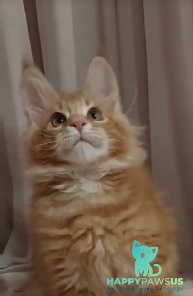 Gellik Maine Coon male red ticked tabby - live animals