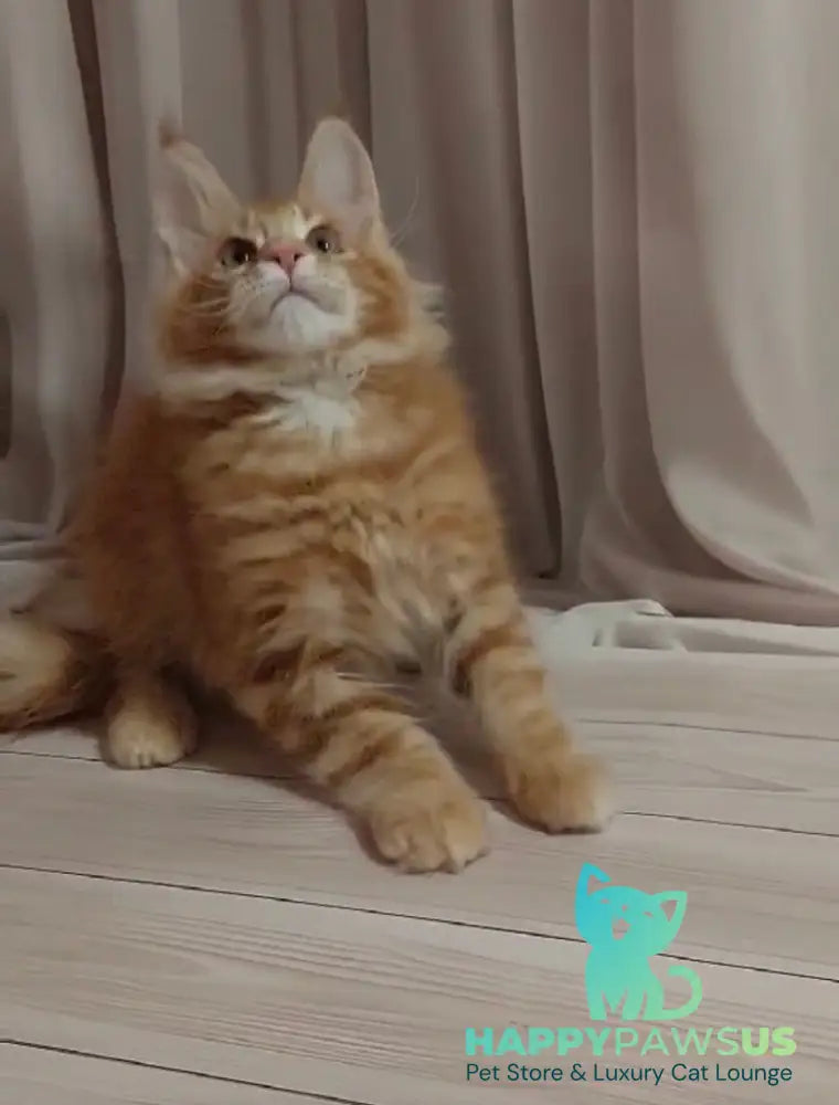 Gellik Maine Coon male red ticked tabby - live animals