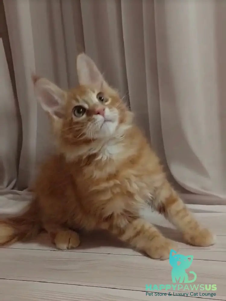 Gellik Maine Coon male red ticked tabby - live animals