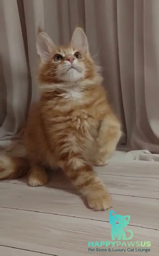 Gellik Maine Coon male red ticked tabby - live animals