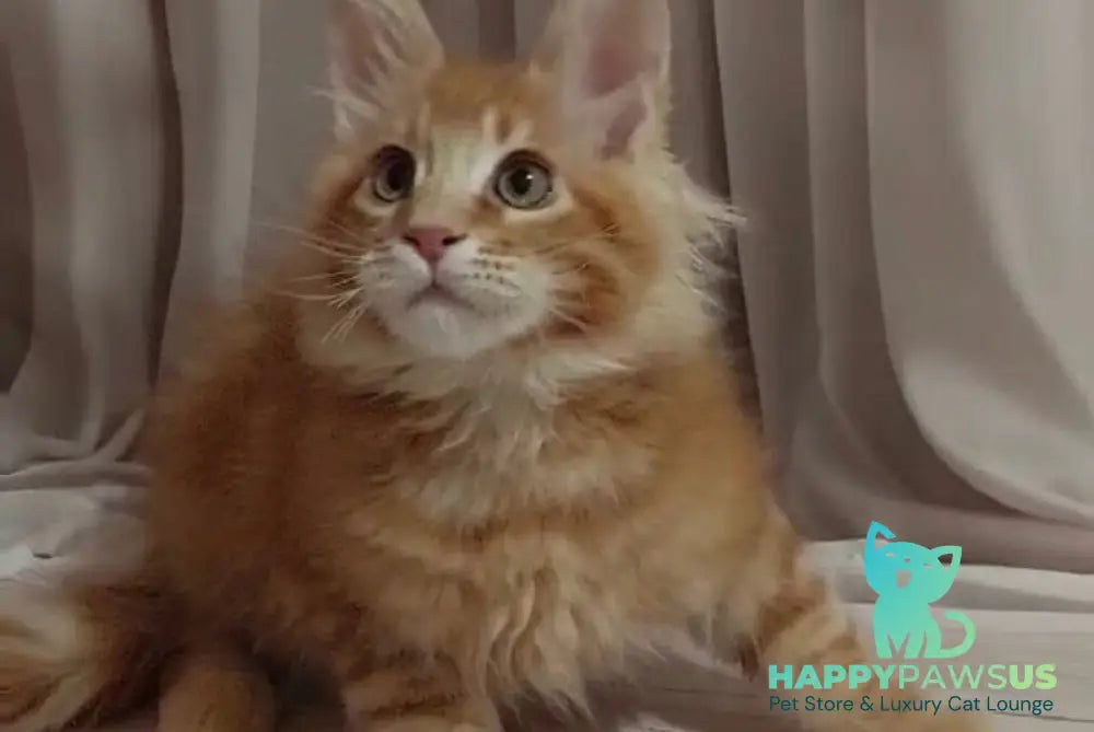 Gellik Maine Coon male red ticked tabby - live animals