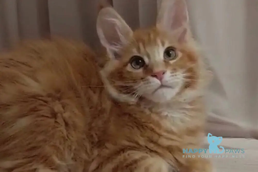 Gellik Maine Coon male red ticked tabby - live animals