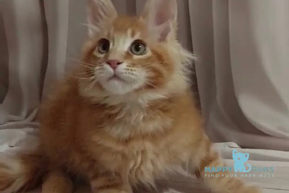 Gellik Maine Coon male red ticked tabby - live animals