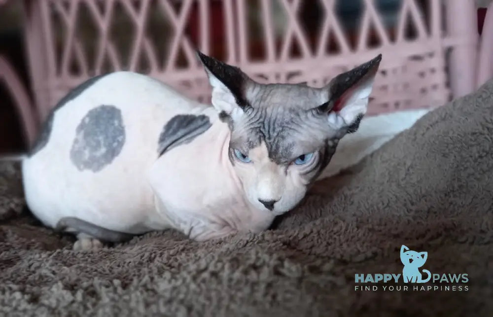 Gelya Bambino female black harlequin - live animals