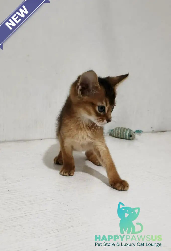 Gemma Abyssinian female ruddy - live animals