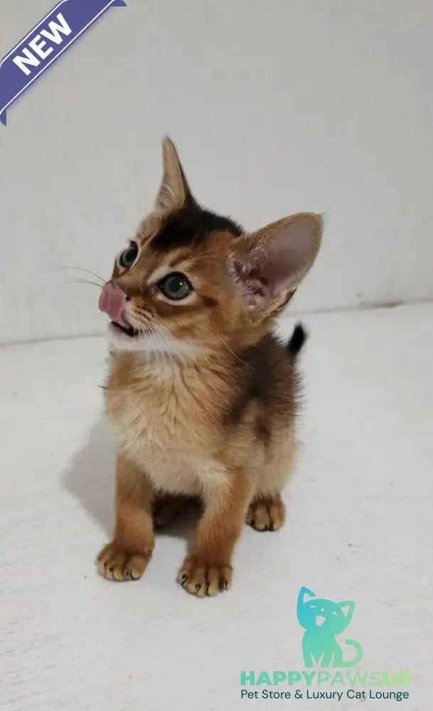 Gemma Abyssinian female ruddy - live animals
