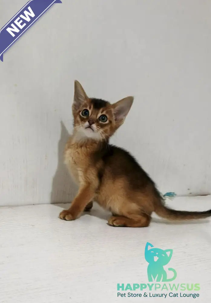 Gemma Abyssinian female ruddy - live animals