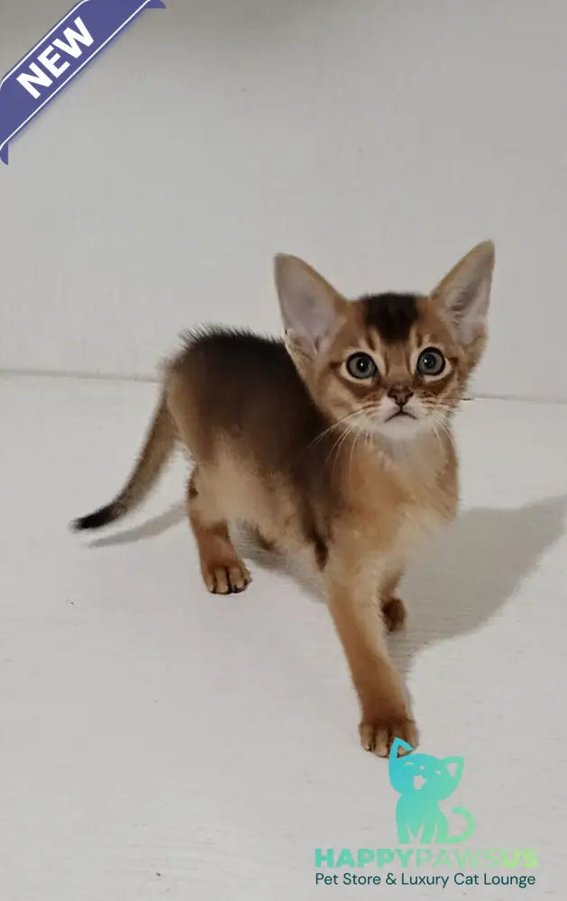 Gemma Abyssinian female ruddy - live animals