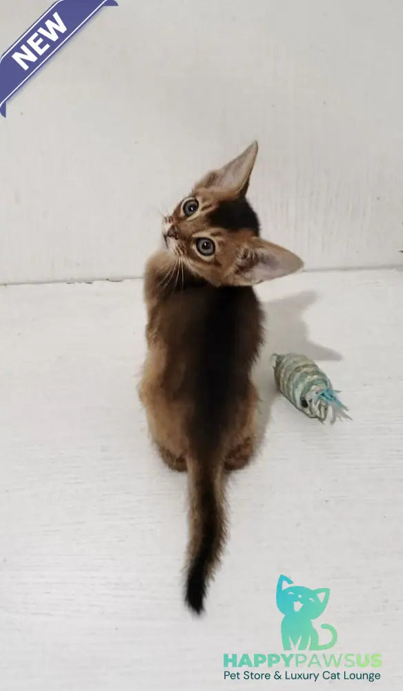 Gemma Abyssinian female ruddy - live animals