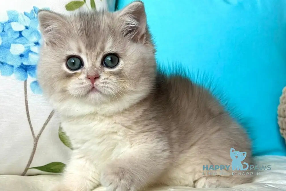 Gemma British Shorthair female blue golden chinchilla live animals