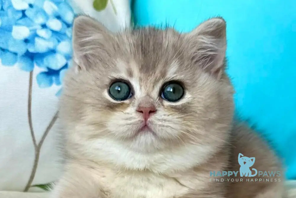 Gemma British Shorthair female blue golden chinchilla live animals