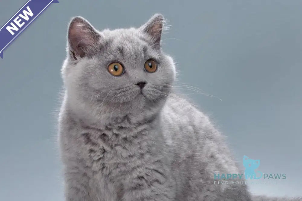 Gemma British Shorthair female blue live animals