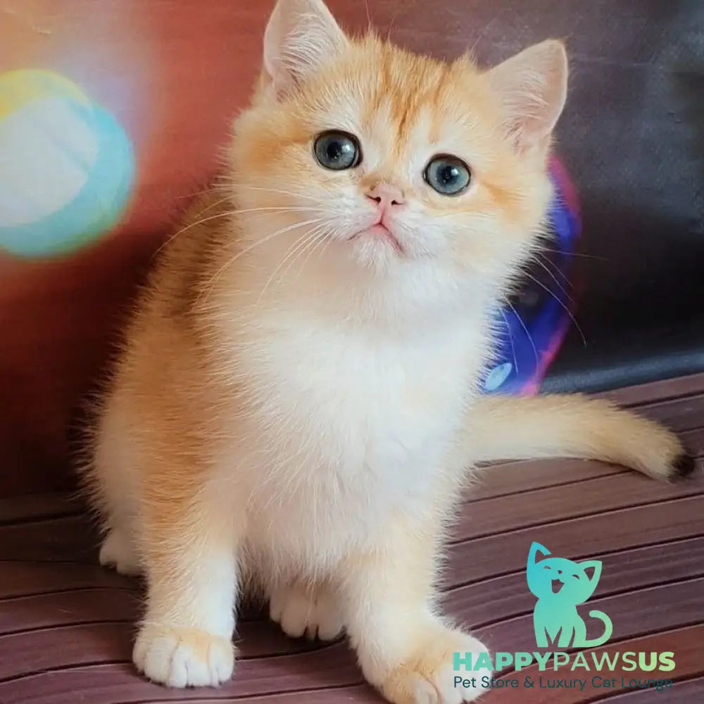 Gemma British Shorthair female chocolate golden chinchilla - live animals