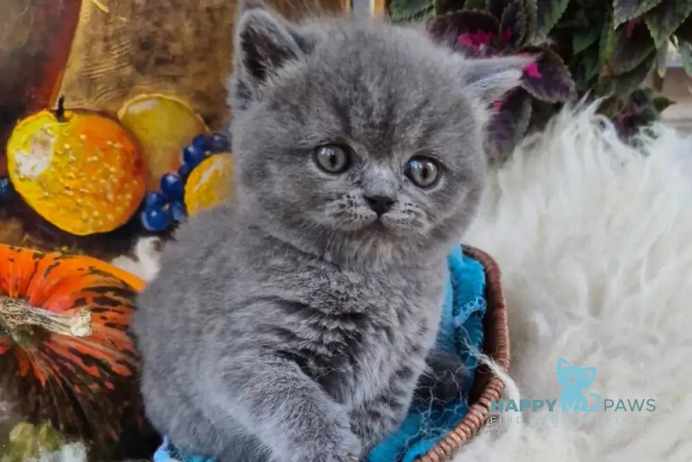 Gemma Scottish Straight female blue live animals