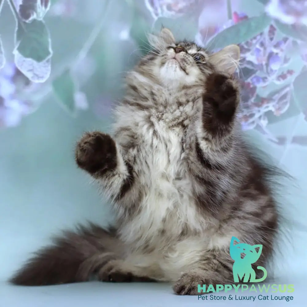 Gemma Siberian female black spotted tabby - live animals